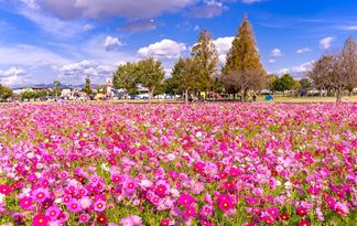 この花になれたら