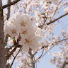 にんじん