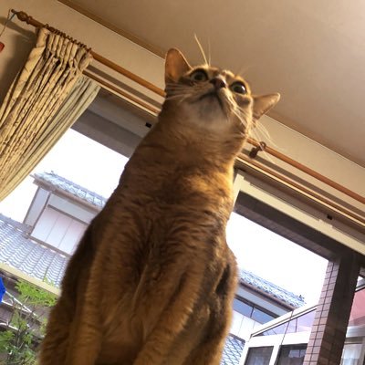 貴族