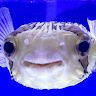 ふぐゥ