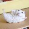 かぐ