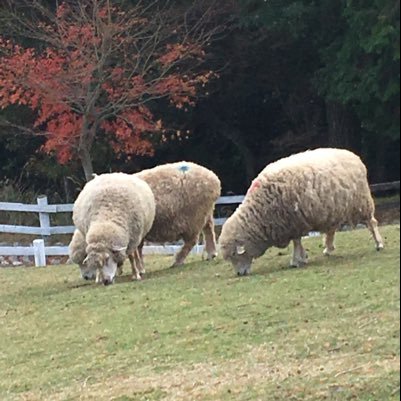 ともか