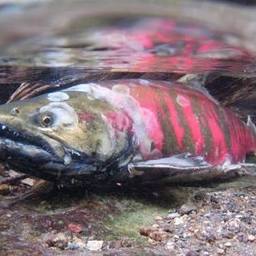 サクラマスでございまぁす