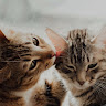 ねこさぁん“ねこさぁん”