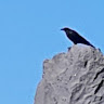 鳥丸