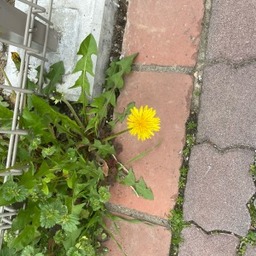 伊藤