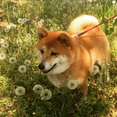 ひよま