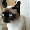ネコチャァン