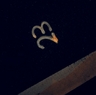 Yūki