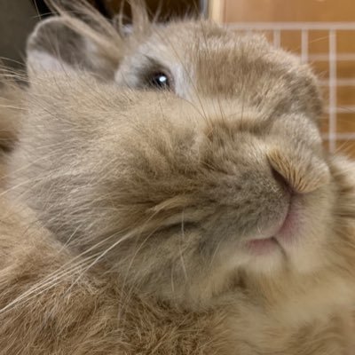 モイモイ