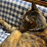 ゆきり