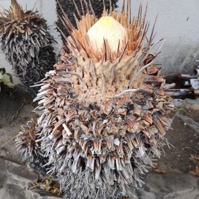 おつかれサマンサ