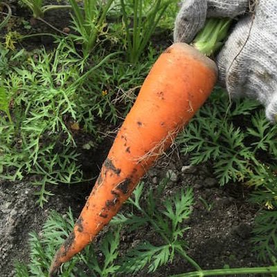 橙色の植物