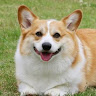 けん
