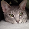 平澤燈真（とまと）