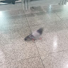 김텔