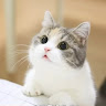 武林美里