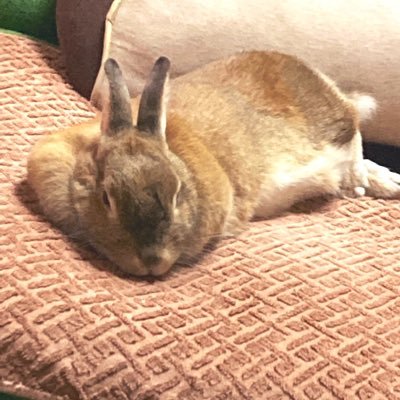 けーご