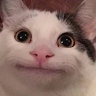 CAT CAT