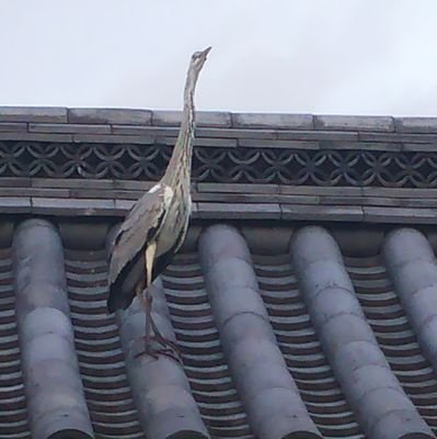 けせらせら