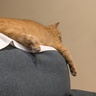 こん