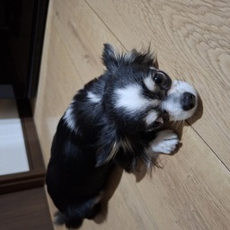 なまざけ