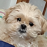 高林実優