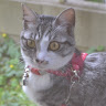 mito