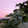 雪の華