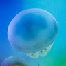 水海月