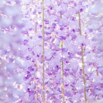 花籠