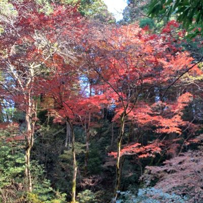 どれみふぁ