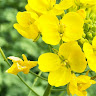 菜花