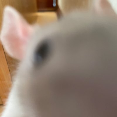 おもちﾁｬﾝ
