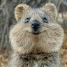 すんすん