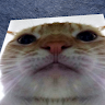 さきねこ
