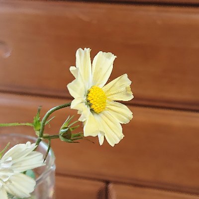 ほしのく