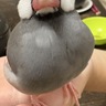 文鳥の凛