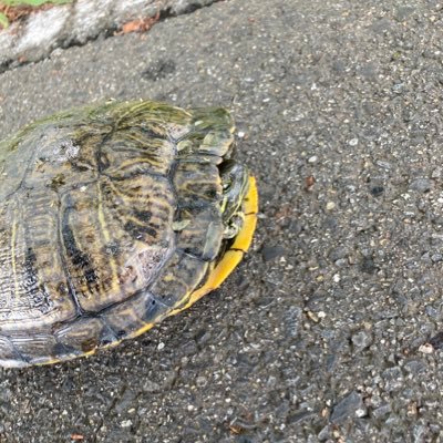 !ｯｹｹﾝｹﾝﾀﾊ