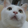 猫啼こはく