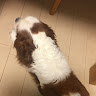 どいすー