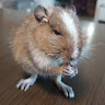 すりっぱ3足