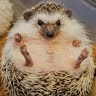 きむちぃ