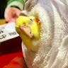 神無月なゆた