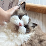 まい