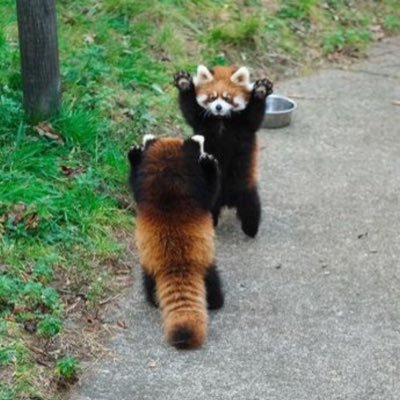 かしわもち