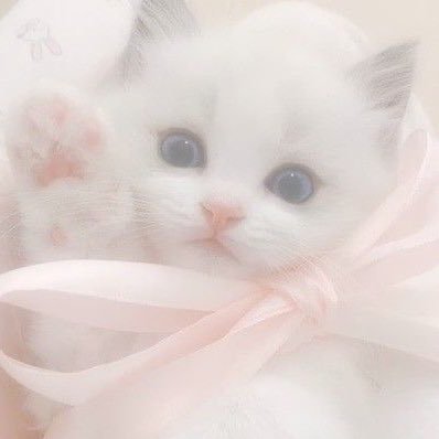 うさぎ。