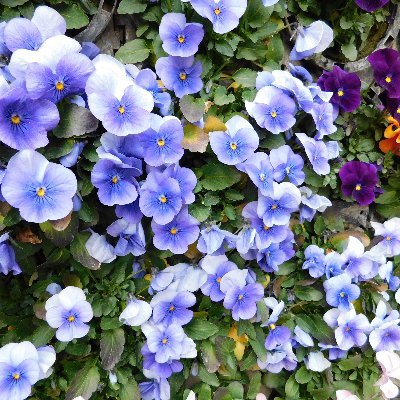 この