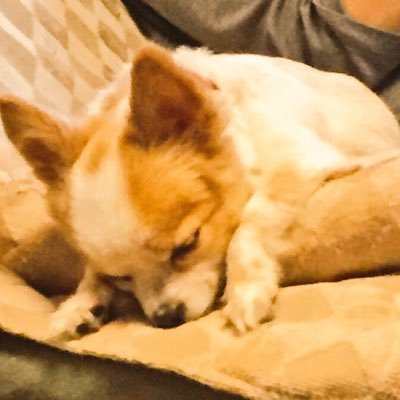 ちゃる