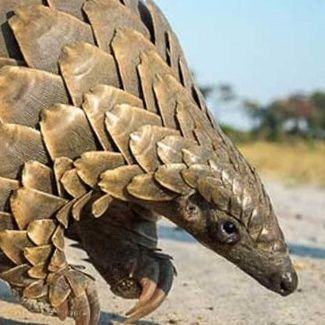 pangolin